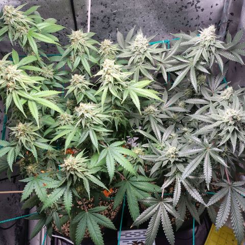 7 - Super Lemon Haze - BSF growlog timeline photo