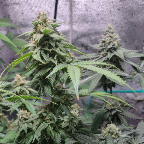 7 - Super Lemon Haze - BSF growlog timeline photo