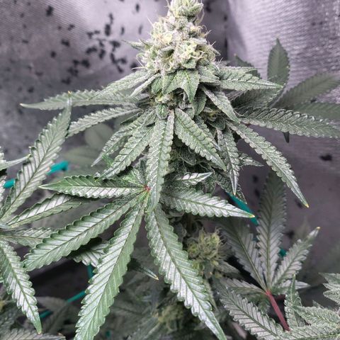 7 - Super Lemon Haze - BSF growlog timeline photo