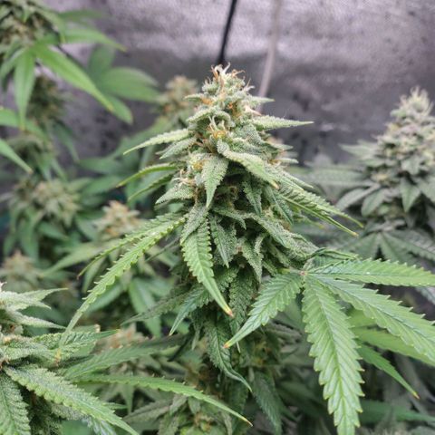 7 - Super Lemon Haze - BSF growlog timeline photo