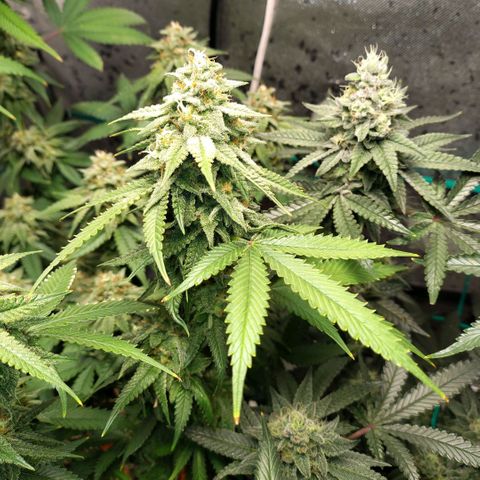 7 - Super Lemon Haze - BSF growlog timeline photo