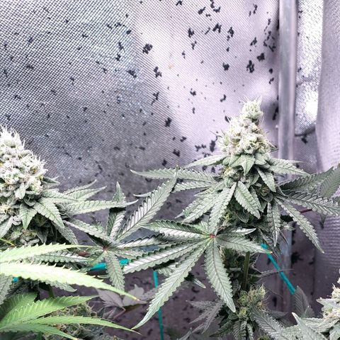 7 - Super Lemon Haze - BSF growlog timeline photo