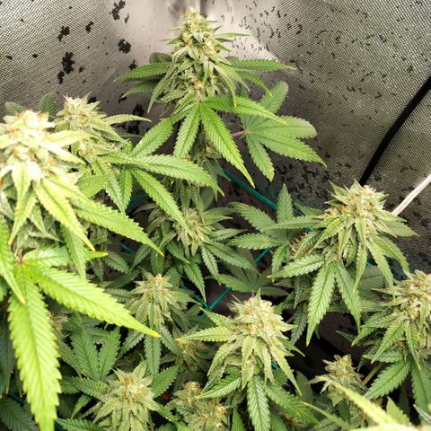 7 - Super Lemon Haze - BSF growlog timeline photo
