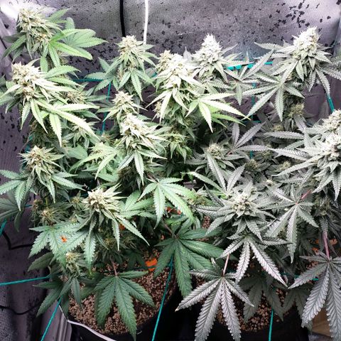 7 - Super Lemon Haze - BSF growlog timeline photo