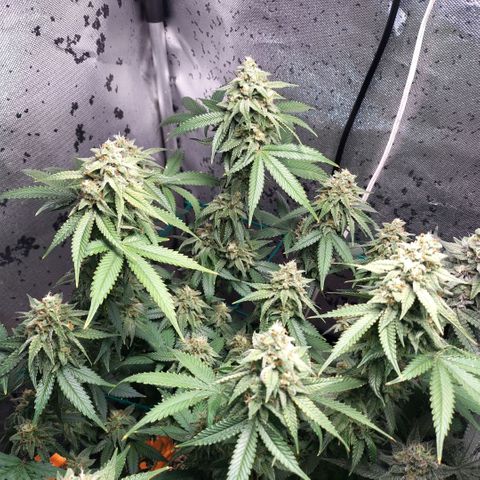 7 - Super Lemon Haze - BSF growlog timeline photo