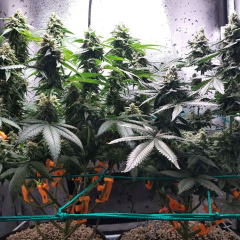 7 - Super Lemon Haze - BSF growlog timeline photo