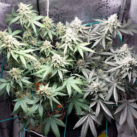 7 - Super Lemon Haze - BSF growlog timeline photo