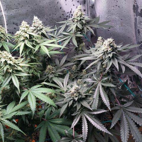 7 - Super Lemon Haze - BSF growlog timeline photo