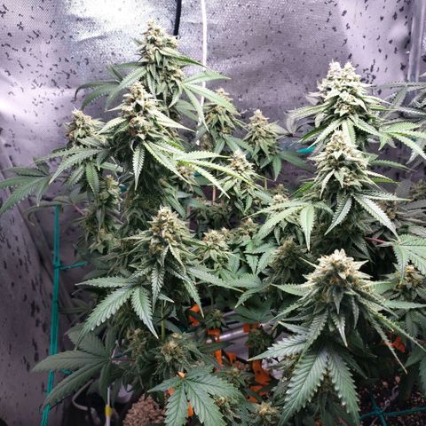 7 - Super Lemon Haze - BSF growlog timeline photo