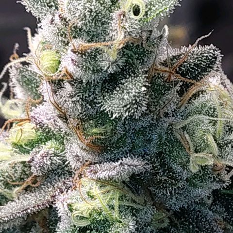 7 - Super Lemon Haze - BSF growlog timeline photo