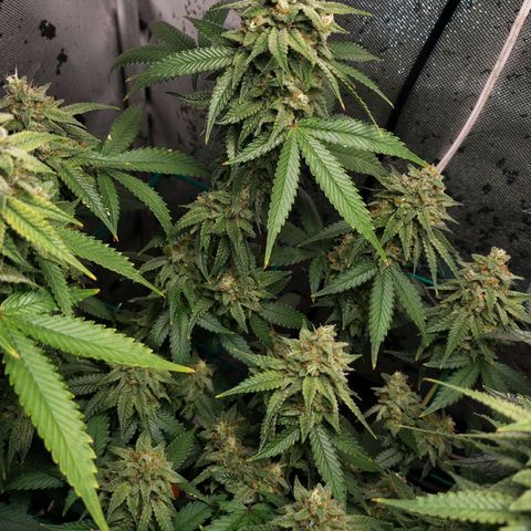 7 - Super Lemon Haze - BSF growlog timeline photo