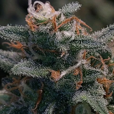 7 - Super Lemon Haze - BSF growlog timeline photo