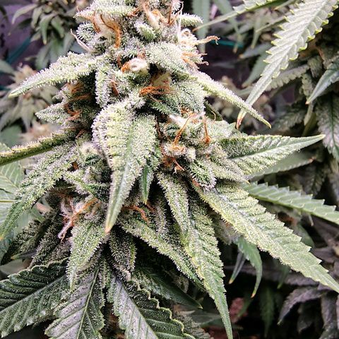 7 - Super Lemon Haze - BSF growlog timeline photo