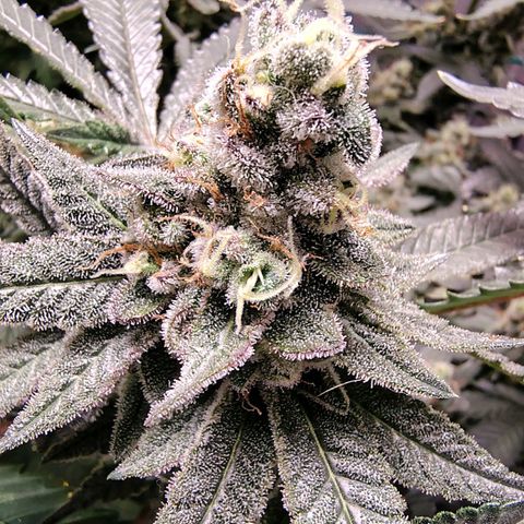 7 - Super Lemon Haze - BSF growlog timeline photo