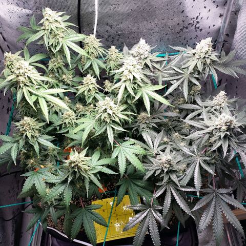 7 - Super Lemon Haze - BSF growlog timeline photo