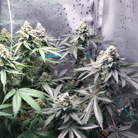 7 - Super Lemon Haze - BSF growlog timeline photo