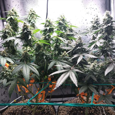 7 - Super Lemon Haze - BSF growlog timeline photo