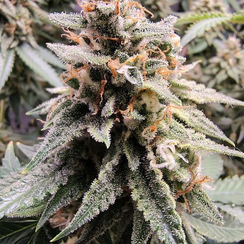 7 - Super Lemon Haze - BSF growlog timeline photo