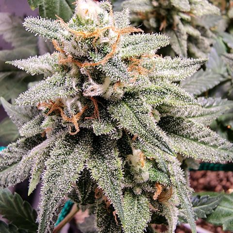 7 - Super Lemon Haze - BSF growlog timeline photo