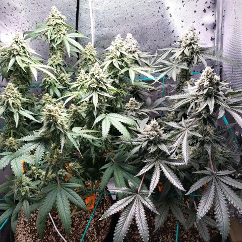 7 - Super Lemon Haze - BSF growlog timeline photo
