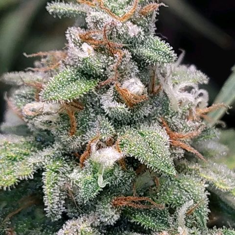 7 - Super Lemon Haze - BSF growlog timeline photo