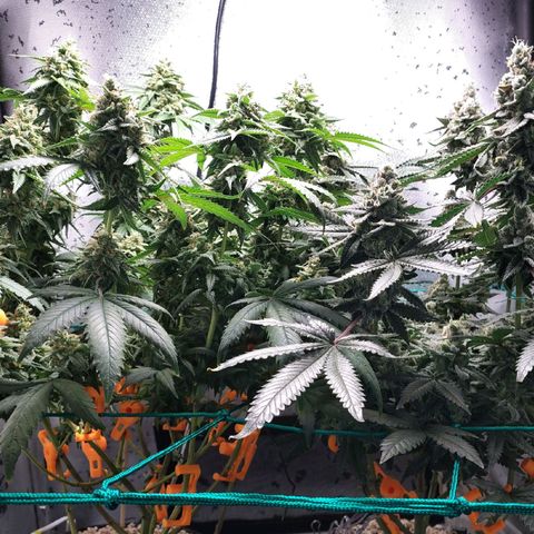 7 - Super Lemon Haze - BSF growlog timeline photo