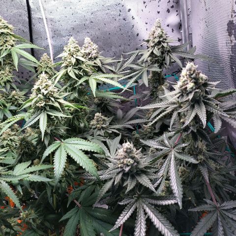 7 - Super Lemon Haze - BSF growlog timeline photo