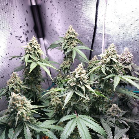7 - Super Lemon Haze - BSF growlog timeline photo