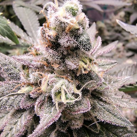 7 - Super Lemon Haze - BSF growlog timeline photo