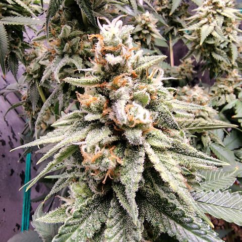 7 - Super Lemon Haze - BSF growlog timeline photo