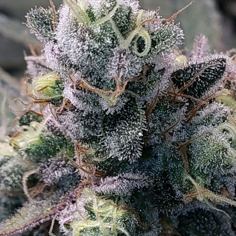 7 - Super Lemon Haze - BSF growlog timeline photo