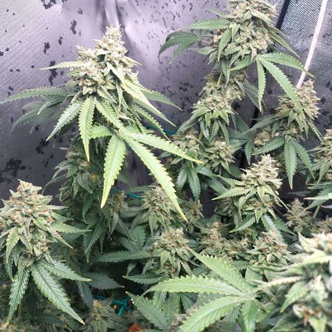 7 - Super Lemon Haze - BSF growlog timeline photo