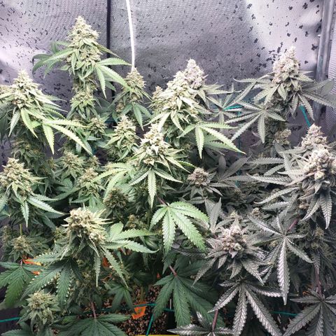 7 - Super Lemon Haze - BSF growlog timeline photo