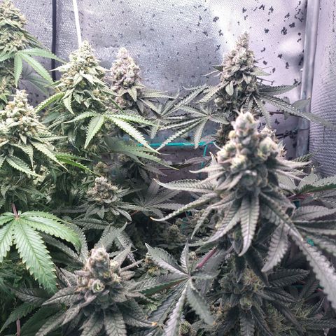 7 - Super Lemon Haze - BSF growlog timeline photo