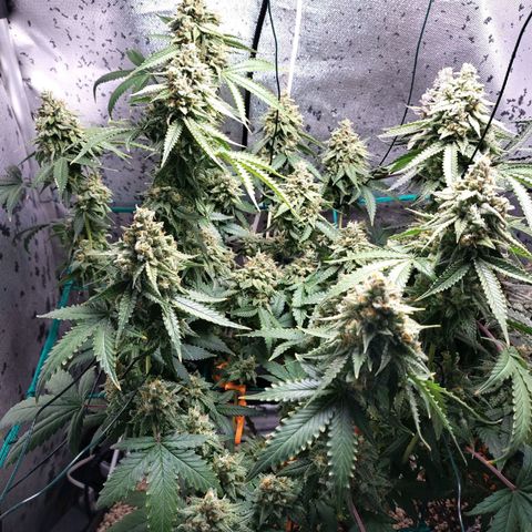 7 - Super Lemon Haze - BSF growlog timeline photo