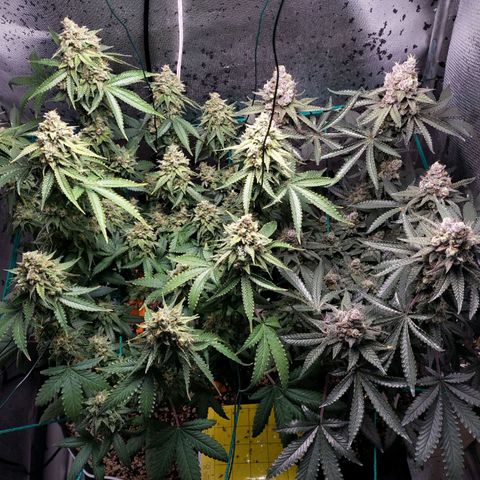 7 - Super Lemon Haze - BSF growlog timeline photo