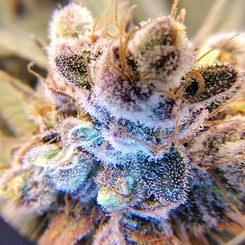 7 - Super Lemon Haze - BSF growlog timeline photo