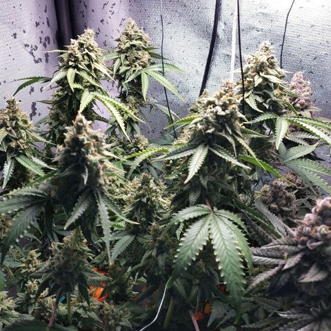 7 - Super Lemon Haze - BSF growlog timeline photo