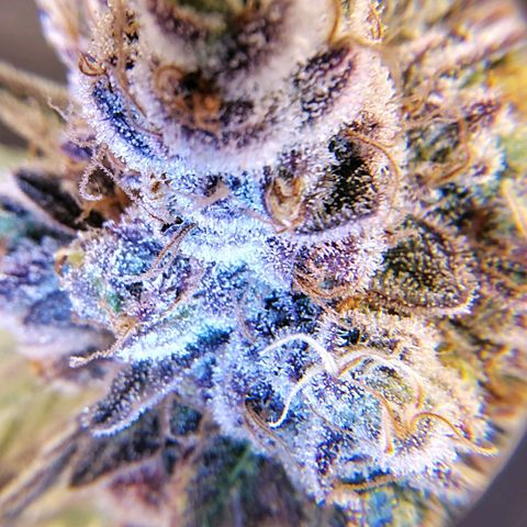 7 - Super Lemon Haze - BSF growlog timeline photo