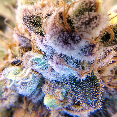 7 - Super Lemon Haze - BSF growlog timeline photo