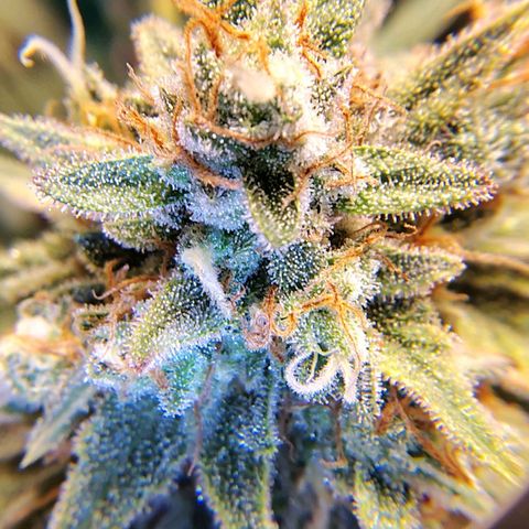 7 - Super Lemon Haze - BSF growlog timeline photo