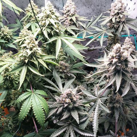 7 - Super Lemon Haze - BSF growlog timeline photo