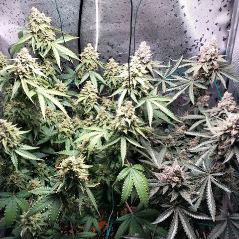 7 - Super Lemon Haze - BSF growlog timeline photo