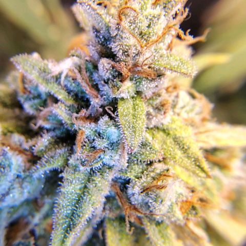 7 - Super Lemon Haze - BSF growlog timeline photo