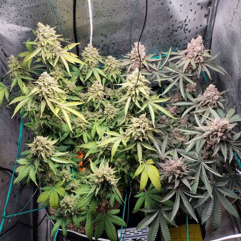 7 - Super Lemon Haze - BSF growlog timeline photo