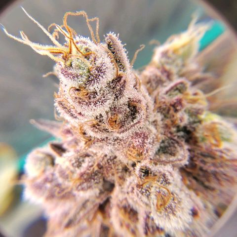7 - Super Lemon Haze - BSF growlog timeline photo