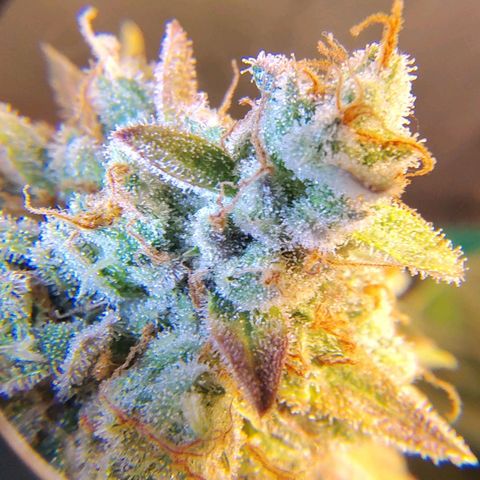 7 - Super Lemon Haze - BSF growlog timeline photo