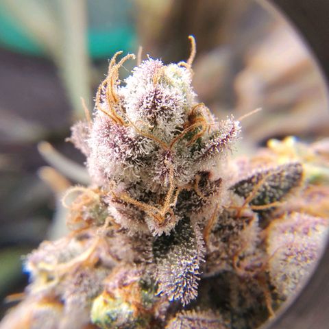7 - Super Lemon Haze - BSF growlog timeline photo
