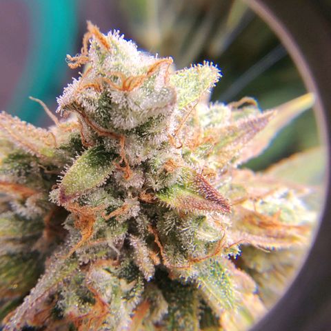 7 - Super Lemon Haze - BSF growlog timeline photo