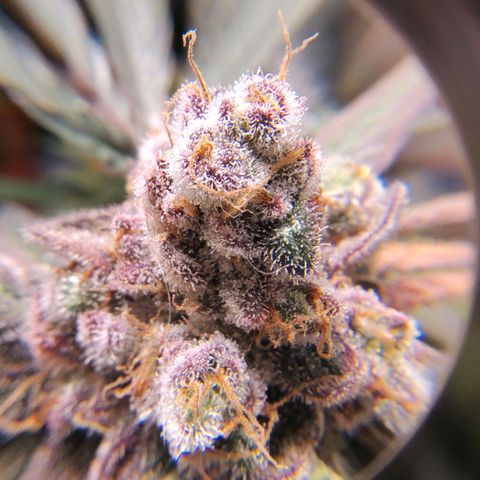 7 - Super Lemon Haze - BSF growlog timeline photo